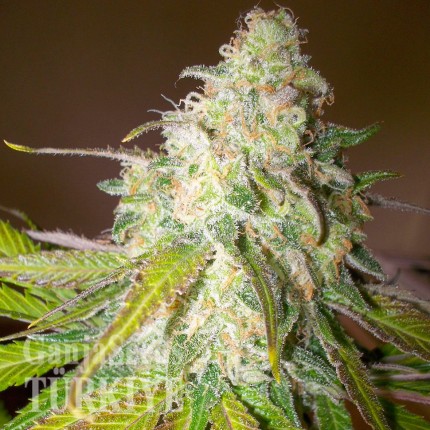 Auto Caiera feminised GanjaVIP Seeds