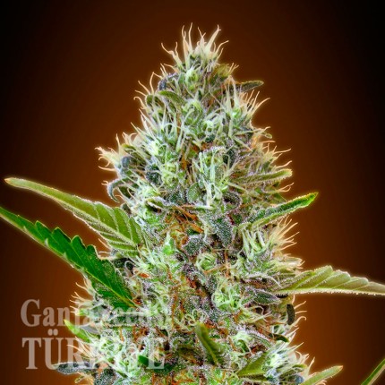 Auto Caiera feminised GanjaVIP Seeds