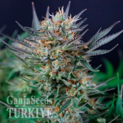 Auto Caiera feminised GanjaVIP Seeds