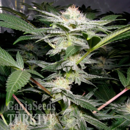 Auto Caiera feminised GanjaVIP Seeds