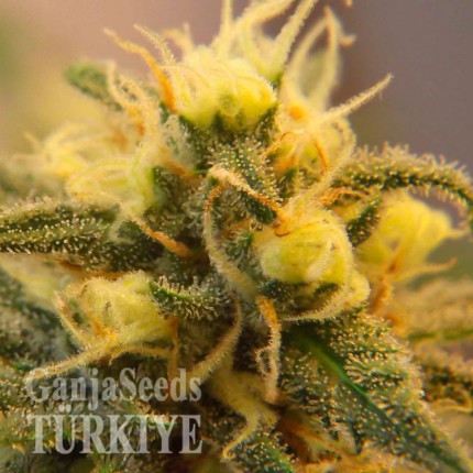 Auto Caiera feminised GanjaVIP Seeds