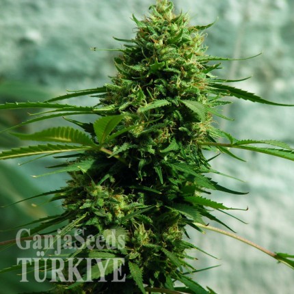 Jack Herer feminised Ganja Seeds