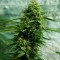 Jack Herer feminised Ganja Seeds