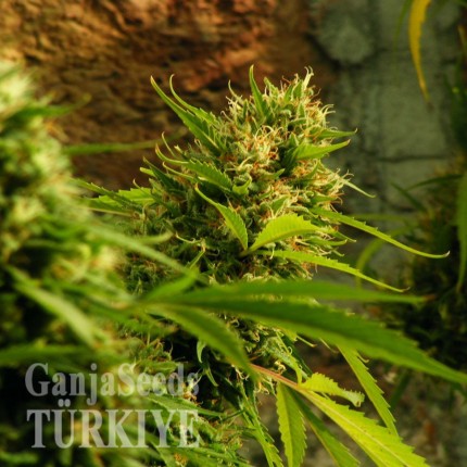 Jack Herer feminised Ganja Seeds