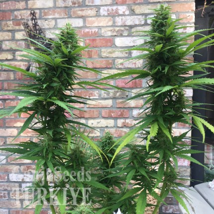 Auto Mango feminised Ganja Seeds