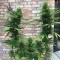 Fethiye’de  Auto Mango feminised Ganja Seeds kenevir tohumu