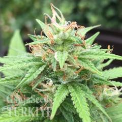 Auto Mango feminised Ganja Seeds