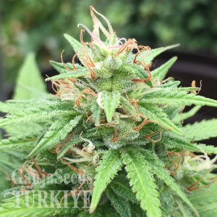 Auto Mango feminised Ganja Seeds