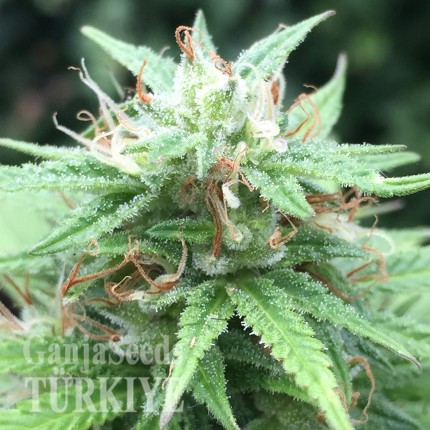 Auto Mango feminised Ganja Seeds