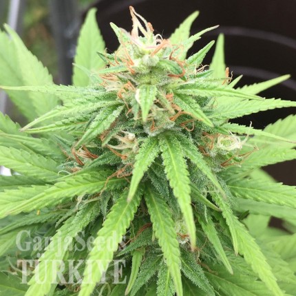 Auto Mango feminised Ganja Seeds