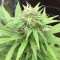 Ankara’da  Auto Mango feminised Ganja Seeds kenevir tohumu