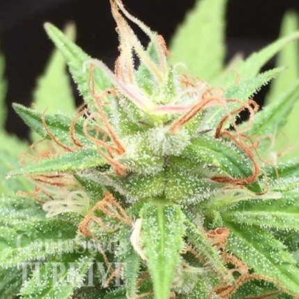 Auto Mango feminised Ganja Seeds