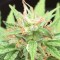 Antalya’da  Auto Mango feminised Ganja Seeds kenevir tohumu