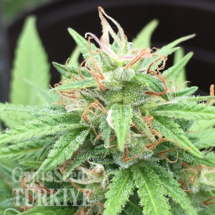 Auto Mango feminised Ganja Seeds