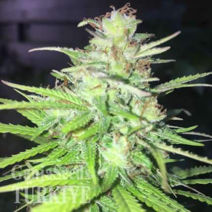 Auto Mango feminised Ganja Seeds