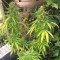 Adana’da  Auto Mango feminised Ganja Seeds kenevir tohumu