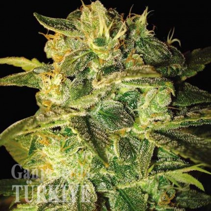 Auto Mango feminised Ganja Seeds