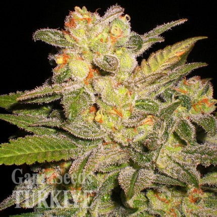 Auto Mango feminised Ganja Seeds