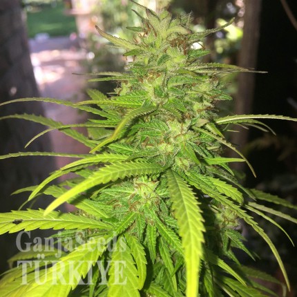 Auto Mango feminised Ganja Seeds