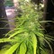 Denizli’de  Auto Mango feminised Ganja Seeds kenevir tohumu