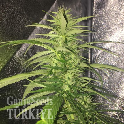 Auto Mango feminised Ganja Seeds