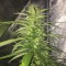 Hatay’da  Auto Mango feminised Ganja Seeds kenevir tohumu