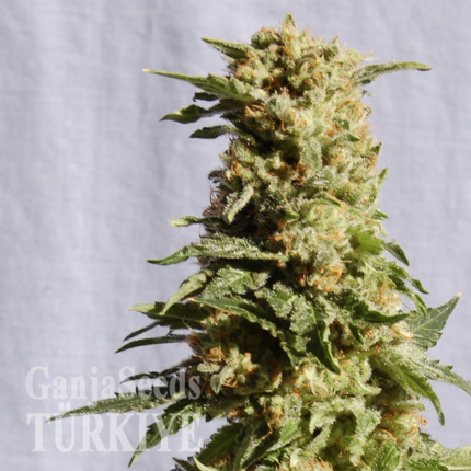 Auto Mango feminised Ganja Seeds