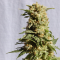 Isparta’da  Auto Mango feminised Ganja Seeds kenevir tohumu