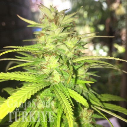 Auto Mango feminised Ganja Seeds