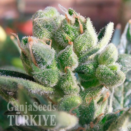 Auto Elektra feminised GanjaVIP Seeds