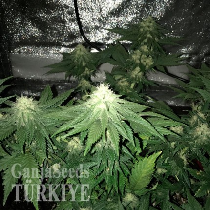 Auto Elektra feminised GanjaVIP Seeds