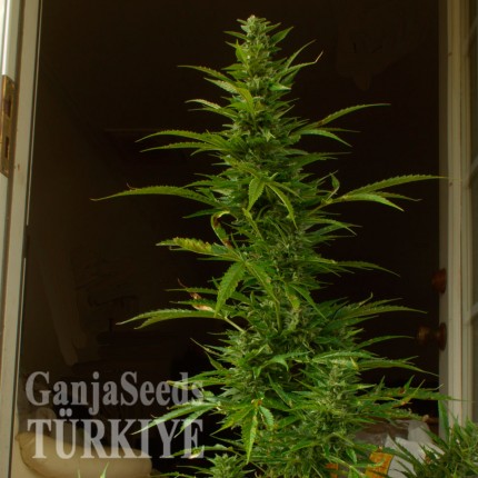 Auto Elektra feminised GanjaVIP Seeds