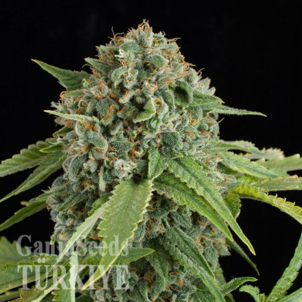 Auto Elektra feminised GanjaVIP Seeds