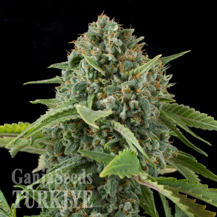 Auto Elektra feminised GanjaVIP Seeds