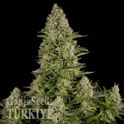 Auto Elektra feminised GanjaVIP Seeds