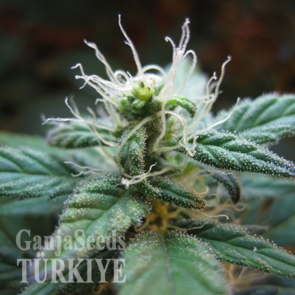 Auto Elektra feminised GanjaVIP Seeds