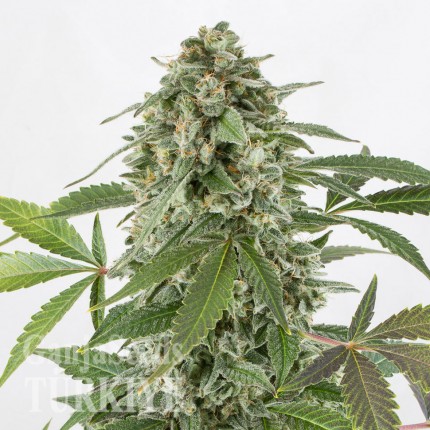 Auto Elektra feminised GanjaVIP Seeds