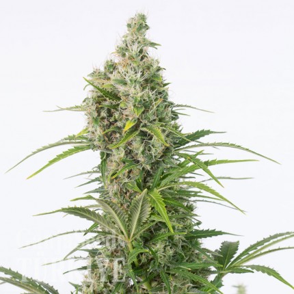 Auto Elektra feminised GanjaVIP Seeds