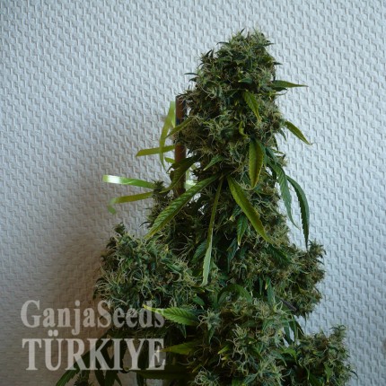 Kali Mist feminised Ganja Seeds