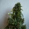 Kali Mist feminised Ganja Seeds