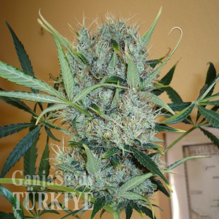 Kali Mist feminised Ganja Seeds