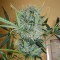 Kali Mist feminised Ganja Seeds