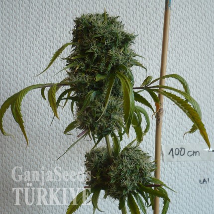 Kali Mist feminised Ganja Seeds