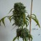 Kali Mist feminised Ganja Seeds