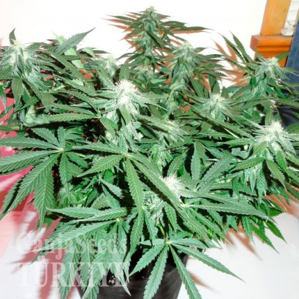 Auto Kronos feminised GanjaVIP Seeds