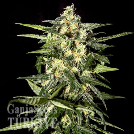 Auto Kronos feminised GanjaVIP Seeds