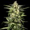 Auto Kronos feminised GanjaVIP Seeds Güçlü kenevir tohumları