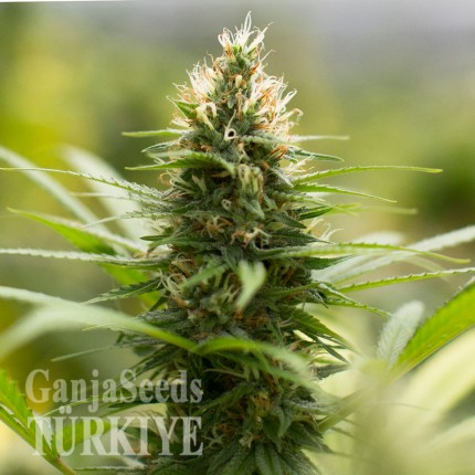 Auto Kronos feminised GanjaVIP Seeds