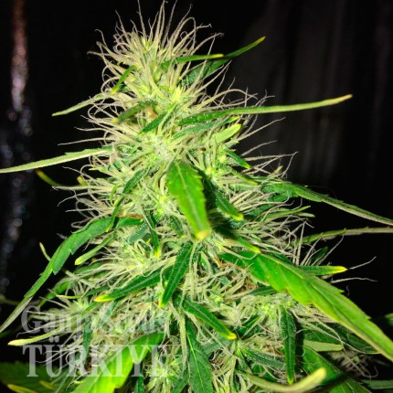 Auto Kronos feminised GanjaVIP Seeds