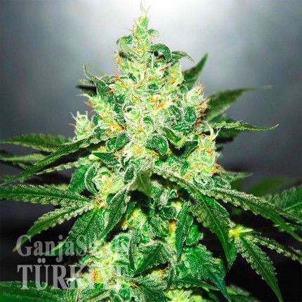 Auto Kronos feminised GanjaVIP Seeds